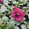 Viola wittrockiana czerwony z plamką 4r 2 Rosliny Ozdobne Car Zamosc Jatutow Lubelskie