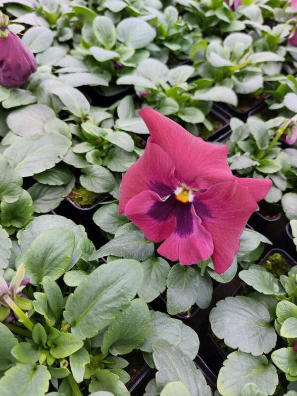 Czerwony z plamką 4r