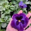 Viola wittrockiana fiolet z plamką 4r 1 Rosliny Ozdobne Car Zamosc Jatutow Lubelskie
