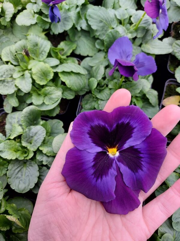 Viola wittrockiana fiolet z plamką 4r 1 Rosliny Ozdobne Car Zamosc Jatutow Lubelskie