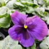 Viola wittrockiana fiolet z plamką 4r 1 Rosliny Ozdobne Car Zamosc Jatutow Lubelskie