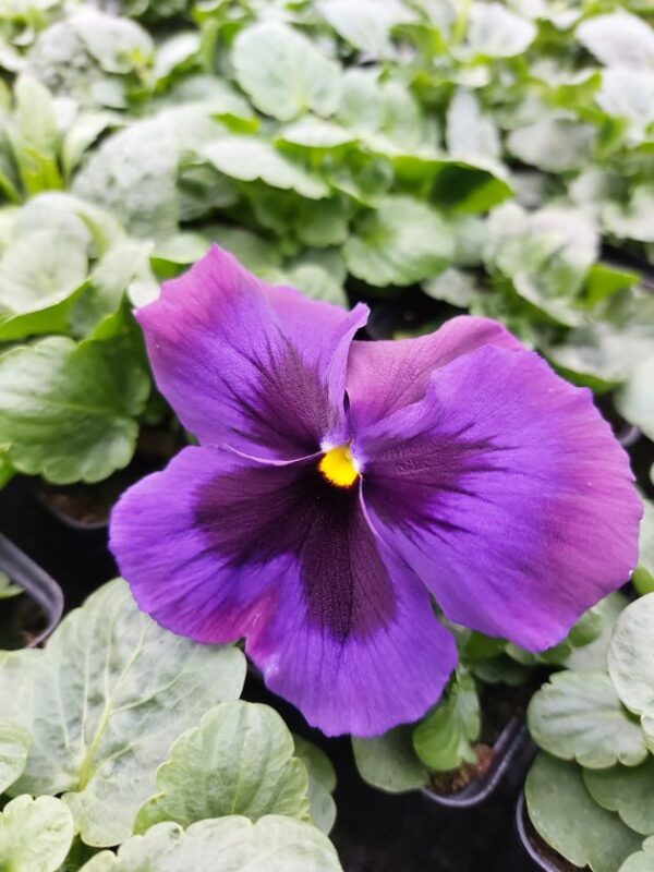 Viola wittrockiana fiolet z plamką 4r 1 Rosliny Ozdobne Car Zamosc Jatutow Lubelskie