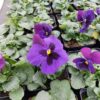 Viola wittrockiana fiolet z plamką 4r 1 Rosliny Ozdobne Car Zamosc Jatutow Lubelskie
