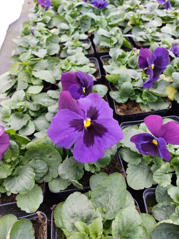 Viola wittrockiana fiolet z plamką 4r 1 Rosliny Ozdobne Car Zamosc Jatutow Lubelskie