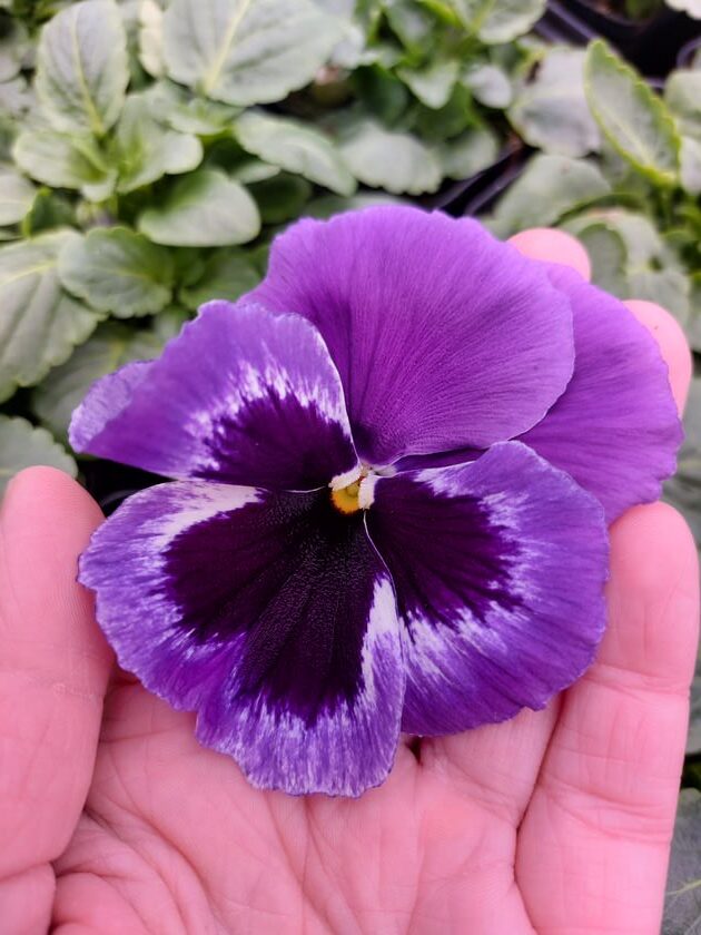 Viola wittrockiana fiolet z plamką w białej obwódce 2r fiolet z plamką w białej obwódce 2 Rosliny Ozdobne Car Zamosc Jatutow Lubelskie