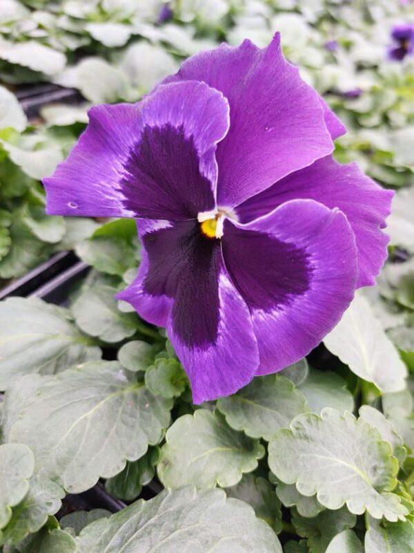 Fiolet z plamką w białej obwódce 2r