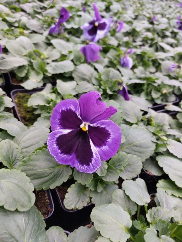 Fiolet z plamką w białej obwódce 2r