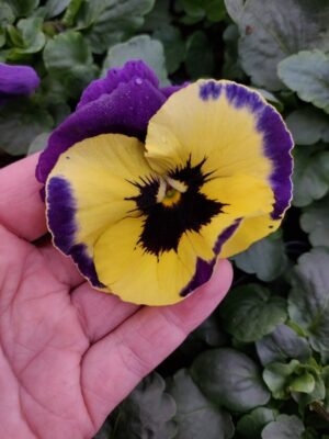 Fioletowo żółty z plamką 4r