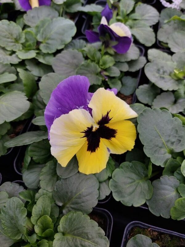 Fioletowo żółty z plamką 4r