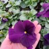 Viola wittrockiana fioletowy aksamit 4r 1 Rosliny Ozdobne Car Zamosc Jatutow Lubelskie
