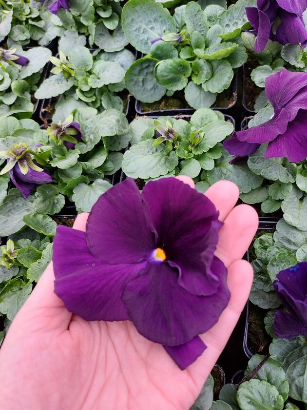 Viola wittrockiana fioletowy aksamit 4r 1 Rosliny Ozdobne Car Zamosc Jatutow Lubelskie