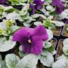 Viola wittrockiana fioletowy aksamit 4r 1 Rosliny Ozdobne Car Zamosc Jatutow Lubelskie