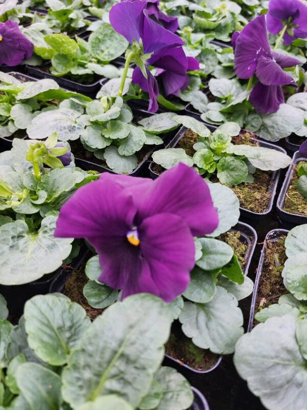 Viola wittrockiana fioletowy aksamit 4r 1 Rosliny Ozdobne Car Zamosc Jatutow Lubelskie