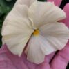 Viola wittrockiana kremowy 4r 1 Rosliny Ozdobne Car Zamosc Jatutow Lubelskie