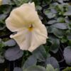 Viola wittrockiana kremowy 4r 1 Rosliny Ozdobne Car Zamosc Jatutow Lubelskie