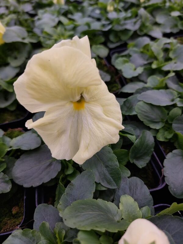 Viola wittrockiana kremowy 4r 1 Rosliny Ozdobne Car Zamosc Jatutow Lubelskie