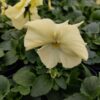 Viola wittrockiana kremowy 4r 1 Rosliny Ozdobne Car Zamosc Jatutow Lubelskie