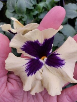 Kremowy z fiolet plamką 4r