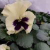 Viola wittrockiana kremowy z fiolet plamką 4r 1 Rosliny Ozdobne Car Zamosc Jatutow Lubelskie
