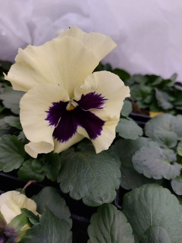 Kremowy z fiolet plamką 4r