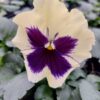 Viola wittrockiana kremowy z fiolet plamką 4r 1 Rosliny Ozdobne Car Zamosc Jatutow Lubelskie