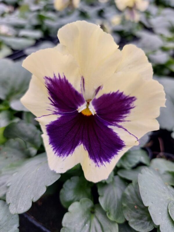 Kremowy z fiolet plamką 4r