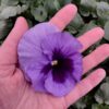 Viola wittrockiana lavenda 4r 1 Rosliny Ozdobne Car Zamosc Jatutow Lubelskie