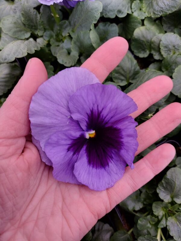Viola wittrockiana lavenda 4r 1 Rosliny Ozdobne Car Zamosc Jatutow Lubelskie
