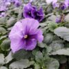 Viola wittrockiana lavenda 4r 1 Rosliny Ozdobne Car Zamosc Jatutow Lubelskie