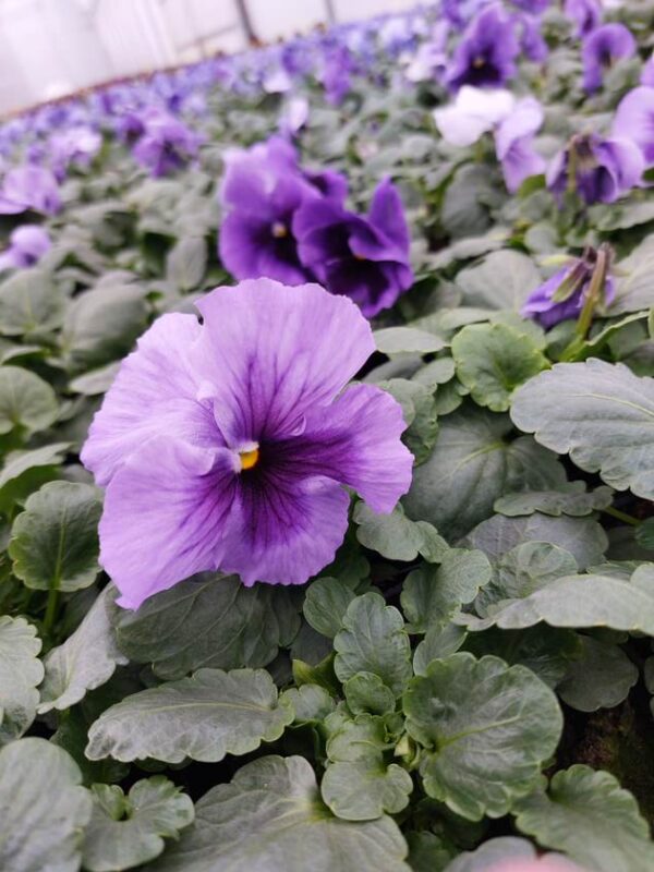Viola wittrockiana lavenda 4r 1 Rosliny Ozdobne Car Zamosc Jatutow Lubelskie
