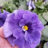 Viola wittrockiana marina 4r 1 Rosliny Ozdobne Car Zamosc Jatutow Lubelskie