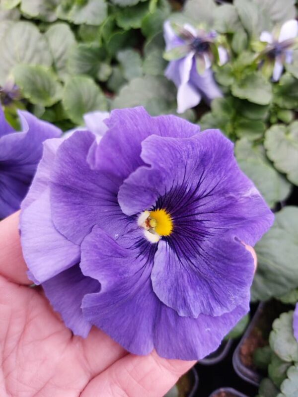 Viola wittrockiana marina 4r 1 Rosliny Ozdobne Car Zamosc Jatutow Lubelskie