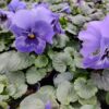 Viola wittrockiana marina 4r 1 Rosliny Ozdobne Car Zamosc Jatutow Lubelskie