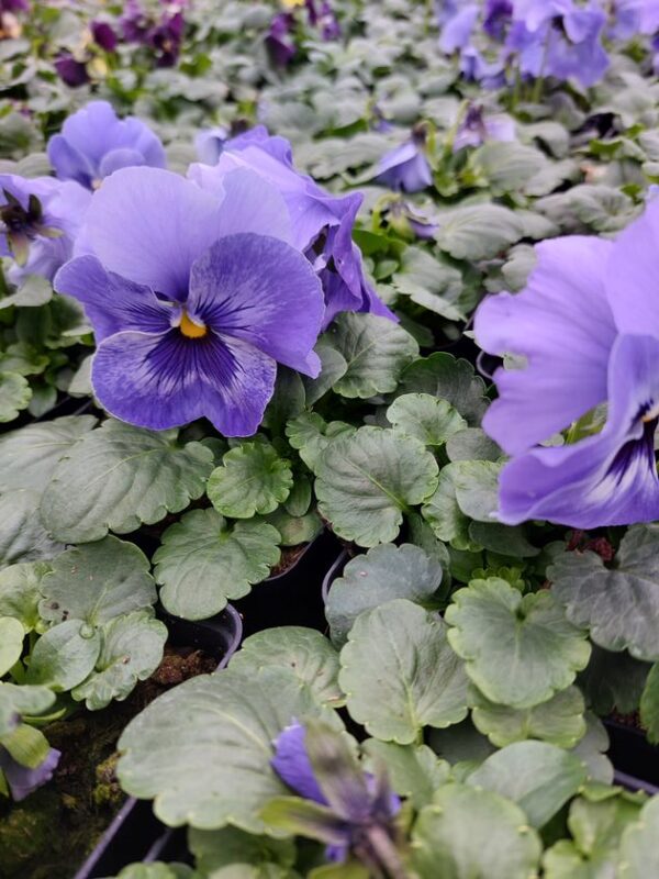 Viola wittrockiana marina 4r 1 Rosliny Ozdobne Car Zamosc Jatutow Lubelskie