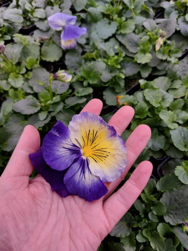Viola wittrockiana mieszany 4r 1 Rosliny Ozdobne Car Zamosc Jatutow Lubelskie