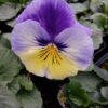 Viola wittrockiana mieszany 4r 1 Rosliny Ozdobne Car Zamosc Jatutow Lubelskie