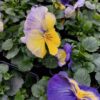 Viola wittrockiana mieszany 4r 1 Rosliny Ozdobne Car Zamosc Jatutow Lubelskie