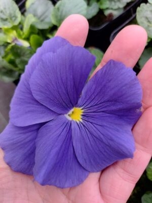 Niebieski, żółty środek 3r