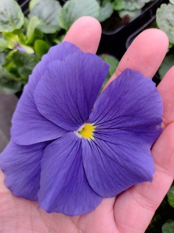 Niebieski, żółty środek 3r