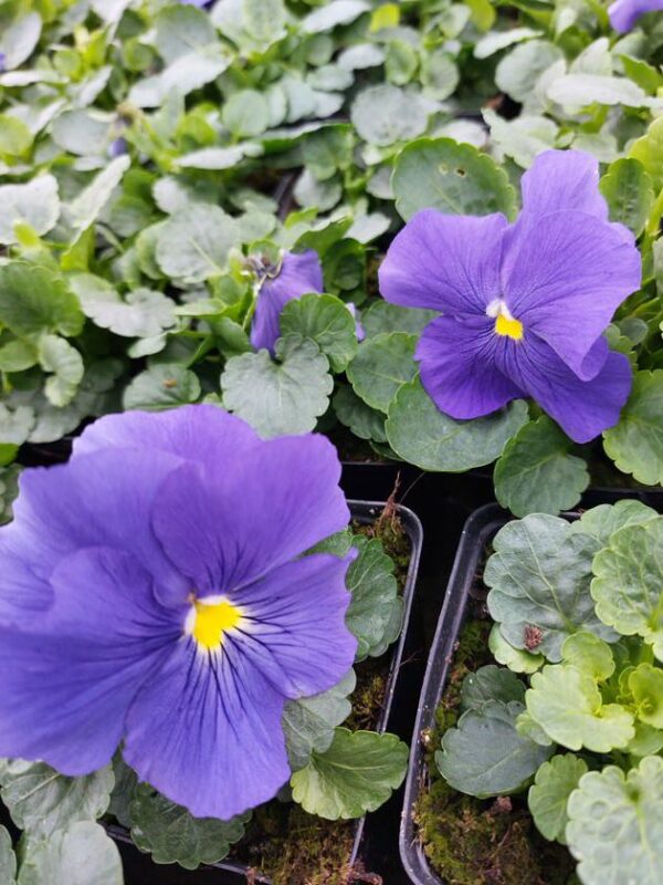 Niebieski, żółty środek 3r