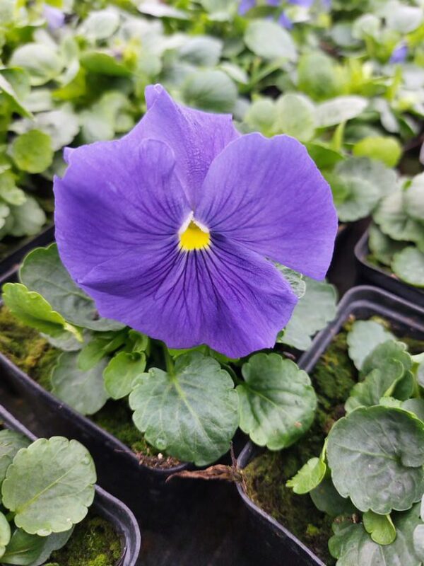 Niebieski, żółty środek 3r