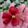 Viola wittrockiana ombre brzoskwiniowy 3r 3 Rosliny Ozdobne Car Zamosc Jatutow Lubelskie