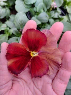 Ombre brzoskwiniowy 3r