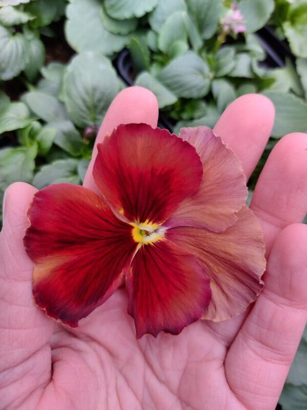 Ombre brzoskwiniowy 3r