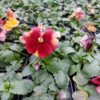 Viola wittrockiana ombre brzoskwiniowy 3r 3 Rosliny Ozdobne Car Zamosc Jatutow Lubelskie