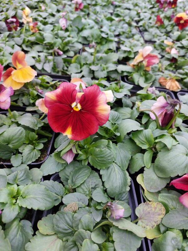 Ombre brzoskwiniowy 3r