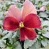 Viola wittrockiana ombre brzoskwiniowy 3r 3 Rosliny Ozdobne Car Zamosc Jatutow Lubelskie
