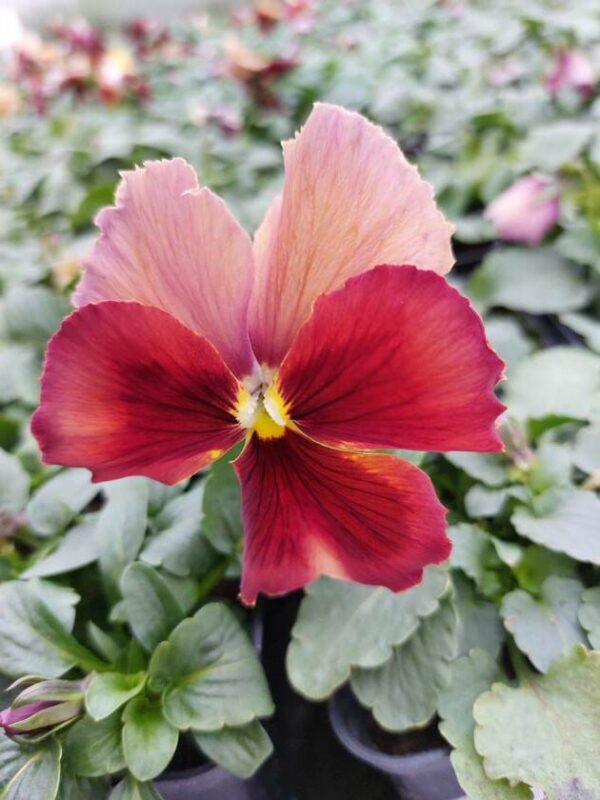 Ombre brzoskwiniowy 3r