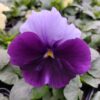 Viola wittrockiana ombre fiolet 3r 1 Rosliny Ozdobne Car Zamosc Jatutow Lubelskie
