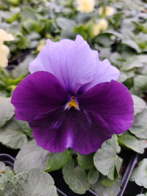 Viola wittrockiana ombre fiolet 3r 1 Rosliny Ozdobne Car Zamosc Jatutow Lubelskie